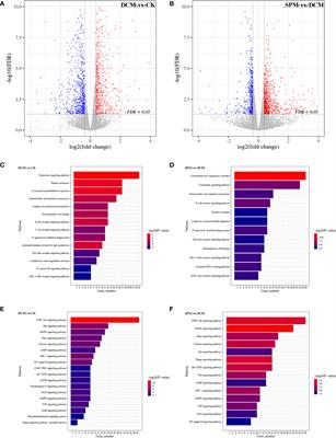 Spermine Regulates Immune and Signal Transduction Dysfunction in Diabetic Cardiomyopathy